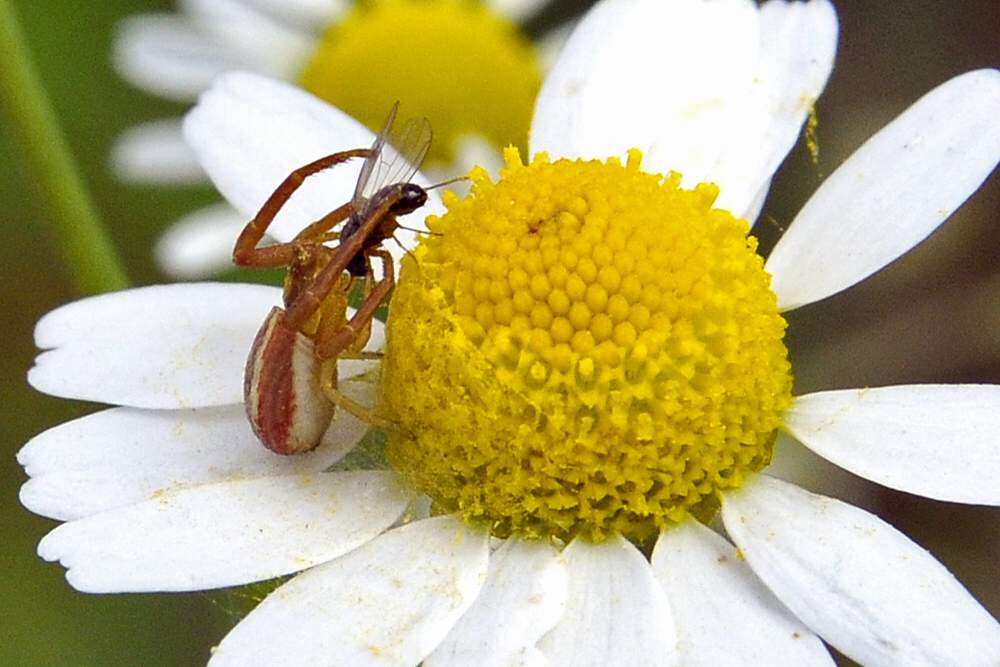 Runcinia grammica